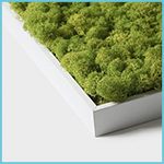 Cuadros verticales de plantas - Enmarcado - Blanco